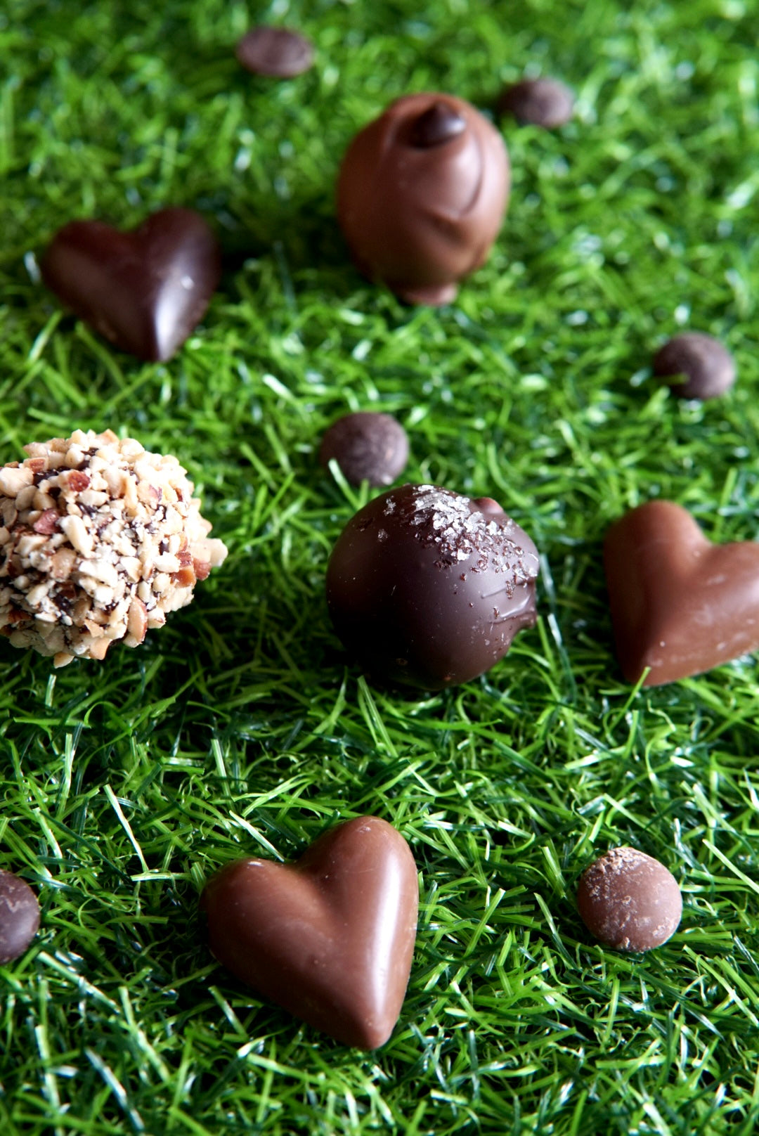 Mothers Day Plant - Collection Only